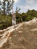 250 Blühende Meereszwiebeln