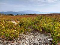 272 Weingärten mit Olympos