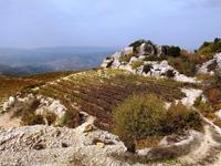 278 Weingärten oberhalb von Pano Panagia