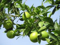 Limonen in der Abtei Bellapais