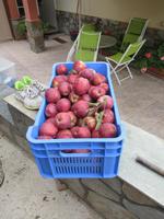 In der Obst- und Gemüseplantage