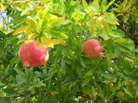 Granatäpfel im Bergdorf Vouni 