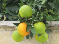 Orangen im Bergdorf Vouni