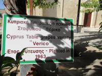 Weinrebe am Kaffeon von Arsos