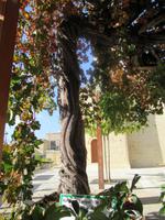 Weinrebe am Kaffeon von Arsos