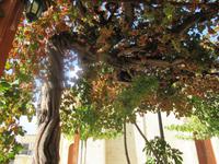 Weinrebe am Kaffeon von Arsos