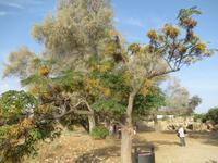 Weißdornbaum im Archäologischen Park von Paphos