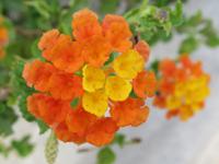 Botanischer Garten am Bad der Aphrodite