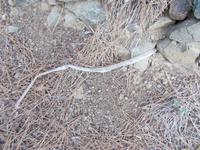 DSCN2155 gehäutet und verschwunden