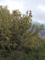 DSCN2167  Weißdorn mit Früchten