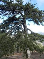 DSCN2193  Schwarzkiefer