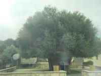 DSCN2221  ältester Olivenbaum Zyperns