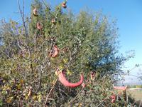 DSCN2225 Wildtrieb an einer Pistazie