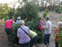 DSCN2254 beim Orangen pflücken