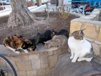 DSCN2258  Fütterung der Raubtiere