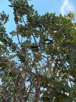 DSCN2266  Johannisbrotbaum