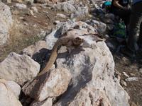 DSCN2269  Überreste