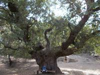 DSCN2296 Eiche von PPyrgos tis Rigainas