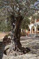 Olivenbaum im Kloster St. Neophytos