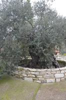 Olivenbaum am Kloster Agios Minas