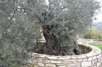 Olivenbaum am Kloster Agios Minas