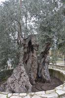 Olivenbaum am Kloster Agios Minas