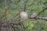 Netz der Prozessionsraupe