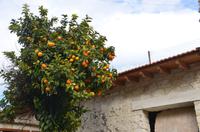 Spaziergang durch Arsos