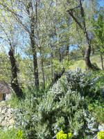 DSCN2467  Kräutergarten -Rosmarin