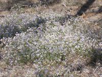 DSCN2469  Blumenteppich