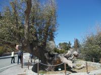 DSCN2487  alter Baum vorm Kloster