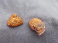 DSCN2535  versteinerte Funde