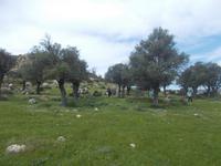 DSCN2542  Rast im alten Olivenhain