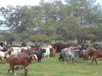 DSCN2552  Ziegenweide