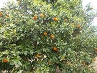 DSCN2563  Zitrusplantage bei Kouklia