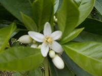 DSCN2564 Orangenblüte