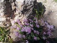 DSCN2658  Alpenveilchen