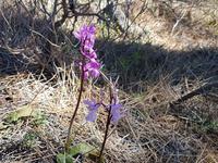 Wanderreise Zypern März, 2019