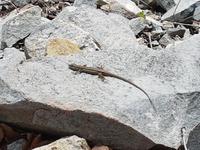 Wanderreise Zypern März, 2019