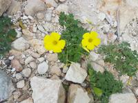 Wanderreise Zypern März, 2019