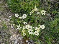 Wanderreise Zypern März, 2019