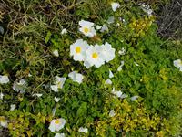 Wanderreise Zypern März, 2019