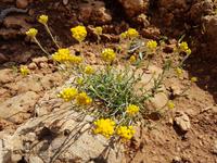 Wanderreise Zypern März, 2019