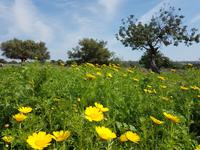 Wanderreise Zypern März, 2019