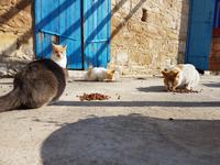 Wanderreise Zypern März, 2019