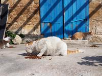 Wanderreise Zypern März, 2019