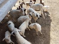 Wanderreise Zypern März, 2019