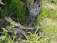 Wanderreise Zypern März, 2019