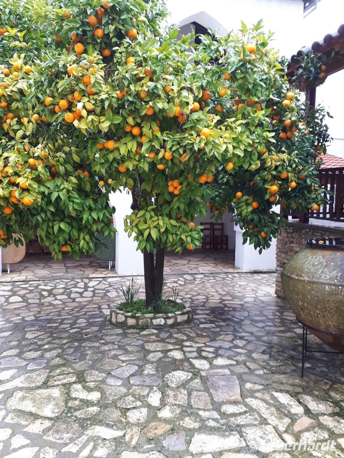 Bitterorangen Frauenkloster Agios Minas