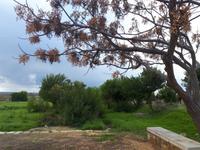 Haus des Dionysos (17)